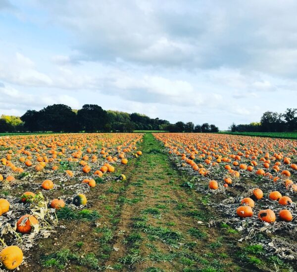 Pumpkin field