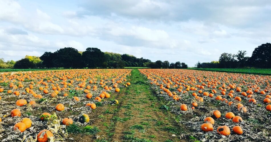 Pumpkin field