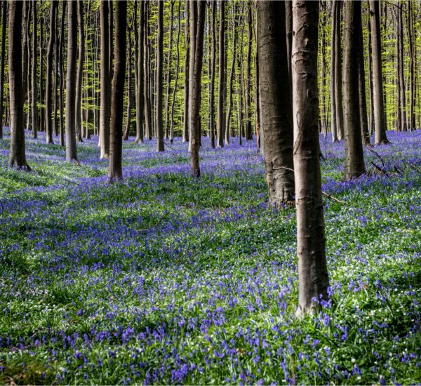 Bluebell wood