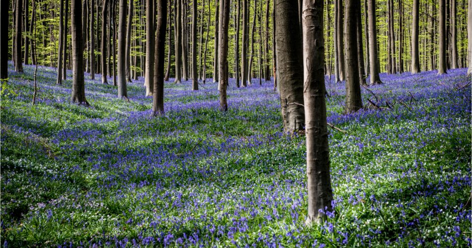 Bluebell wood