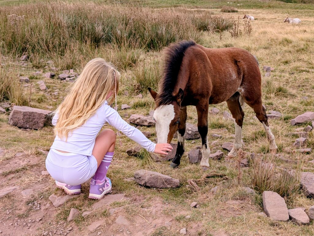 Horses on Pen Y Fan