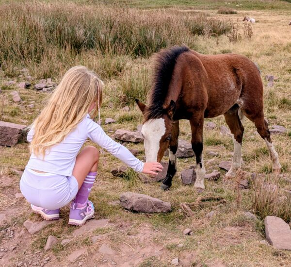 Horses on Pen Y Fan