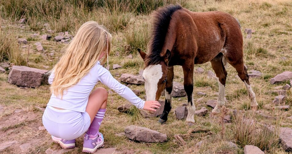 Horses on Pen Y Fan